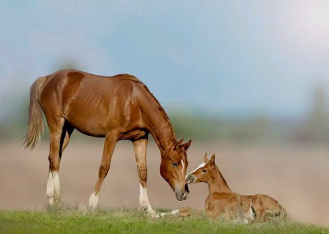 A chestnut mare stands on grass, gently touching noses with her foal lying beside her in an open field with a soft blurred background.