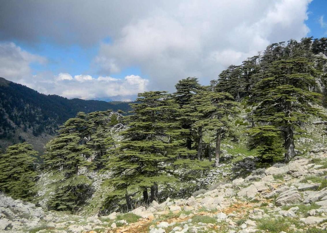 Lebanese cedar forest supporting the vision of farm investment in Lebanon