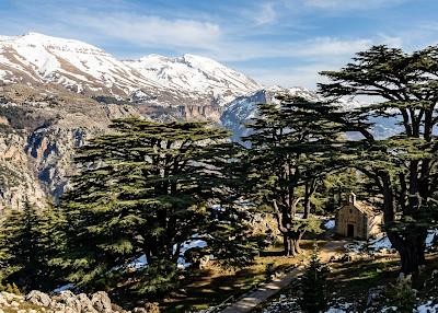Lebanese cedar landscape reflecting the Lebanon Invest vision