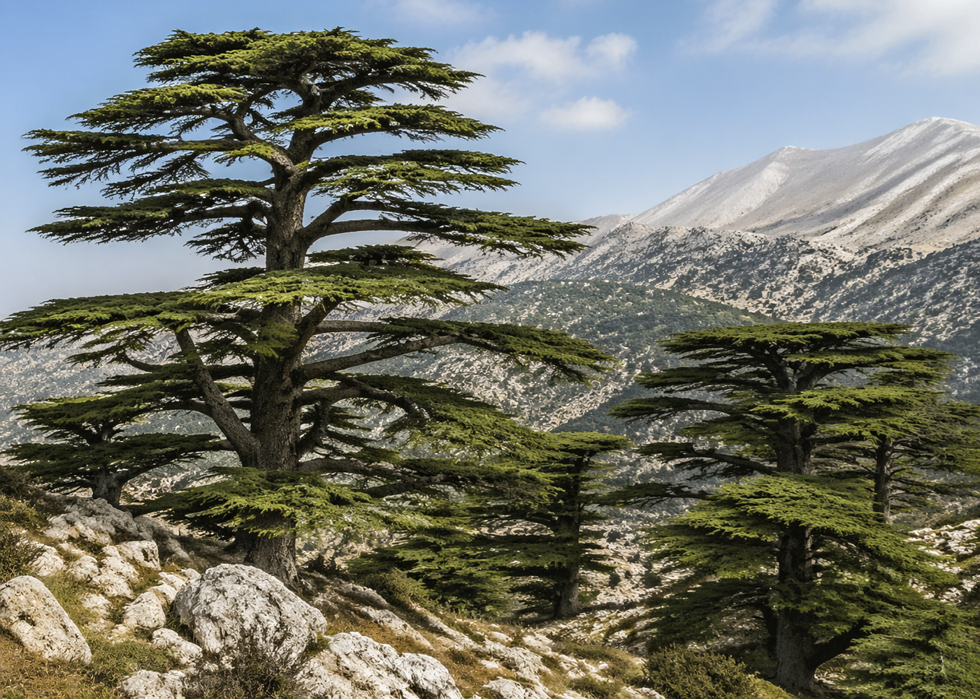 Cedars of Lebanon reflecting the Lebanon Invest vision