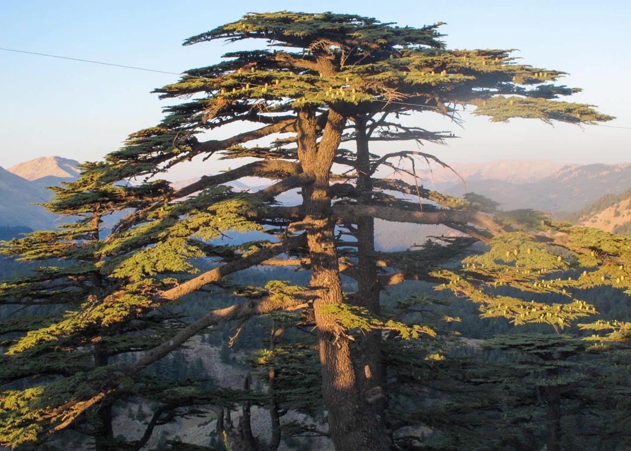 Lebanese cedar tree representing farm investment in Lebanon